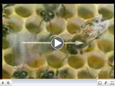 Dancing Honeybee Using Vector Calculus to Communicate
