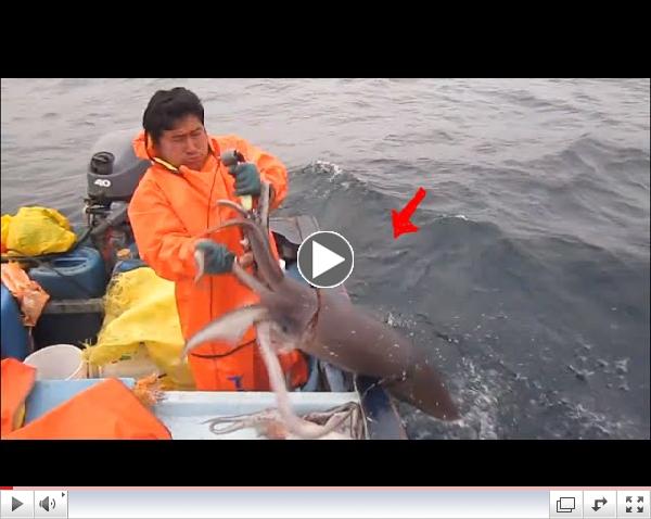 Fishing for Giant Squid 