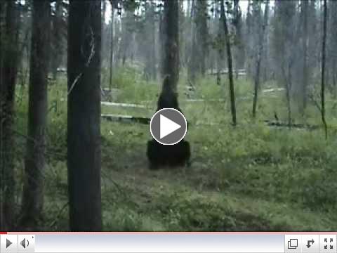 montana pole dancing