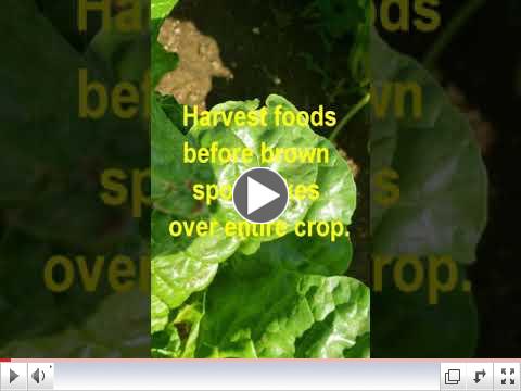 Green Thumb at 60 - Video #5 - Harvesting Foods
