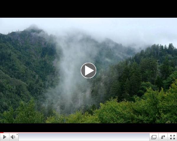 The Lungs of the Earth