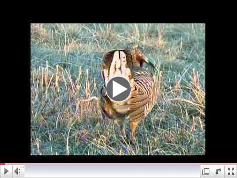 Prairie Sportsman: Fishing, Prairie Chickens and Dogs