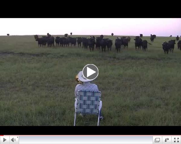 Serenading the cattle with my trombone