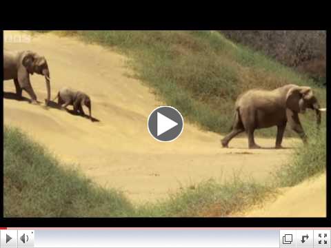 Elephants in the Namib desert - Wild Africa - BBC