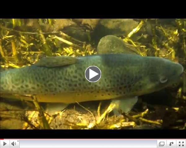 Underwater video of two groups of browns being stocked into Pine Creek