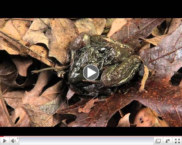 Frozen Wood Frog