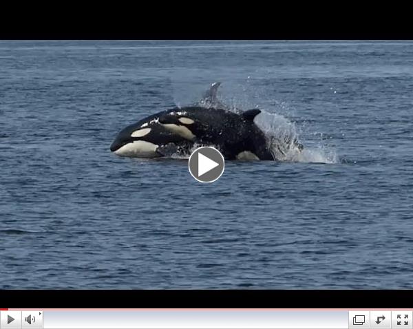 Killer Whale Encounter - Western Prince - 4/7/14 (Transient Killer Whales)