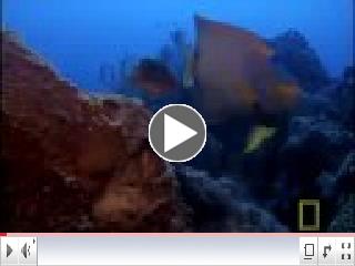 Queen Angelfish
