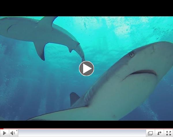 Amazing Underwater Footage, Scuba Diving