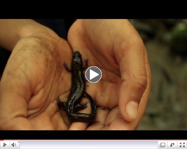 Salamanders
