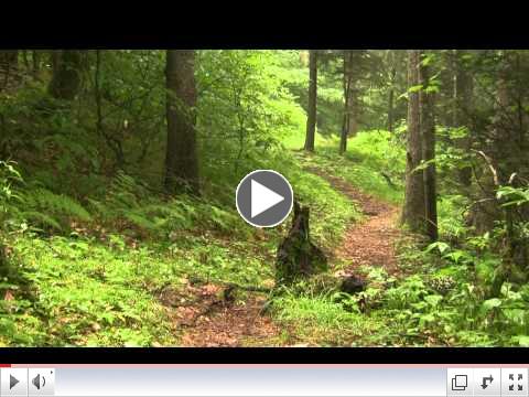 Exploring Balsam Mountain