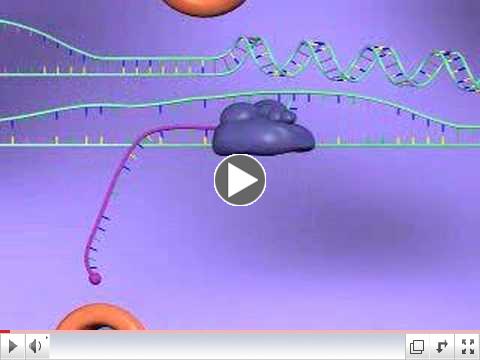 Gene Expression