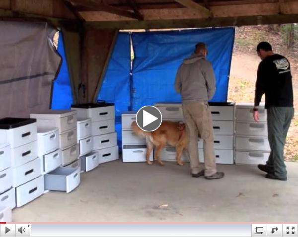 Andrew Ramsey Nosework Seminar with The Dog Squad