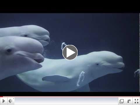 These beluga whales face extinction