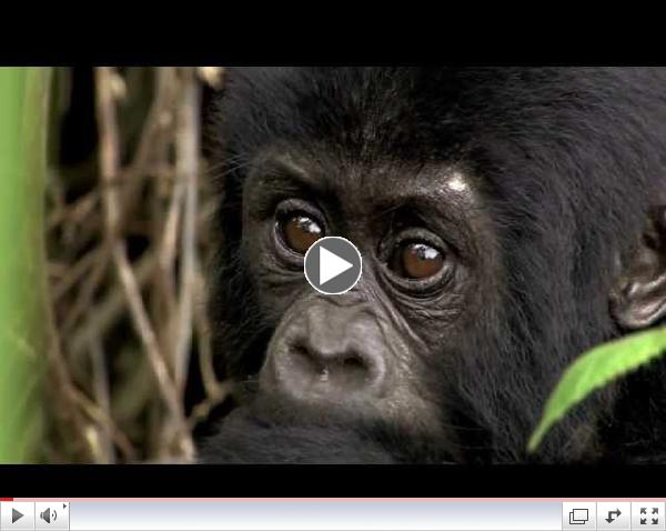 Virunga - The Quest to Protect Africa's Oldest National Park