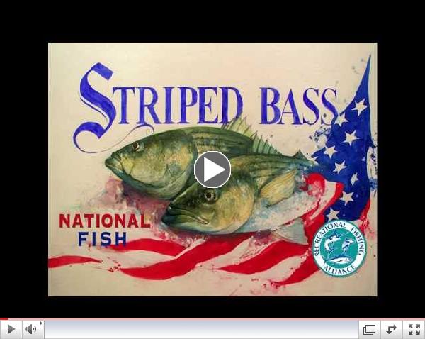 Striped Bass National Fish