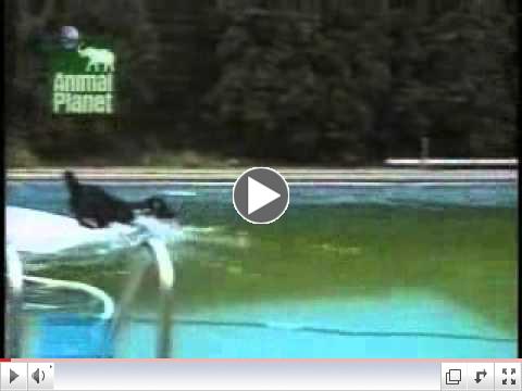 My dog can't swim