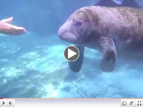Baby Manatee Encounters with Blue Water Ventures