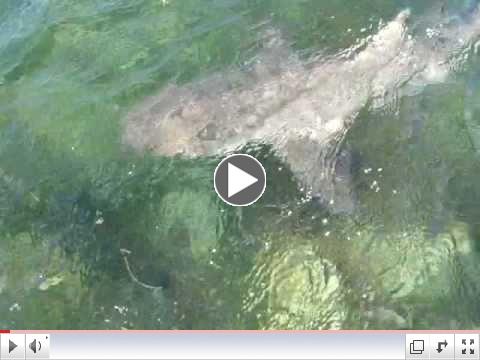 Shark fishing in Marathon Florida Keys with SeaSquared Charters 5/21/11 (part 2)