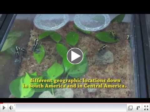 Tom Brown from Under the Canopy Farms discusses Dart Frogs at Repticon Tampa