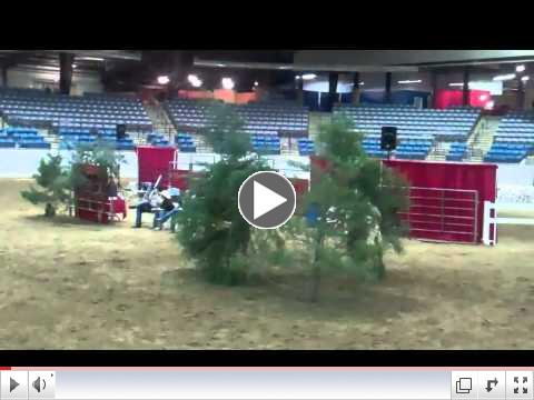 Mountaintop Ranch Dustin @ Great American Trail Horse Challenge