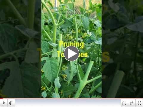 Green Thumb at 60 - Video #4 - Pruning Tomatoe and Pepper Plants