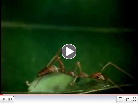 Bugs! in 3D Trailer