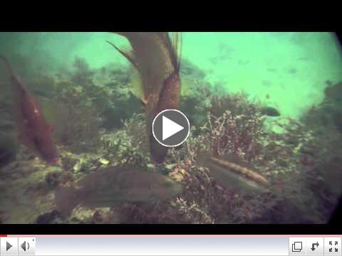 Christmas Dive 2011