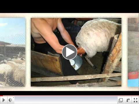 Sheep Cheese Moldovan Style