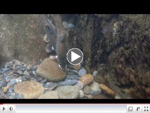 The River Chub Nest