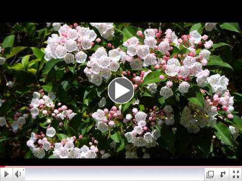 Harbinger of Summer: Mountain Laurel