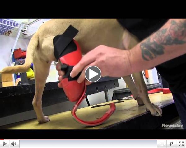 Video   Miss Harper Newsday