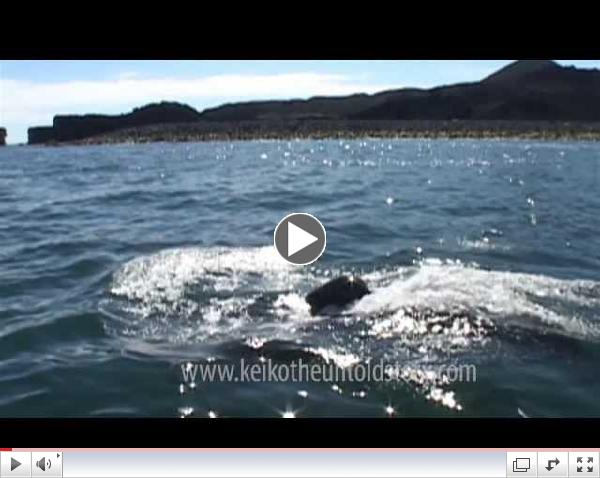 Keiko The Untold Story of The Star of Free Willy HD 2013