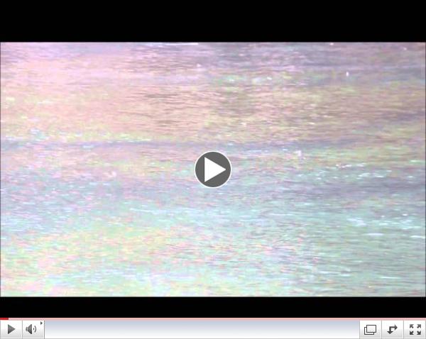 Flies on the water 3.26.2013