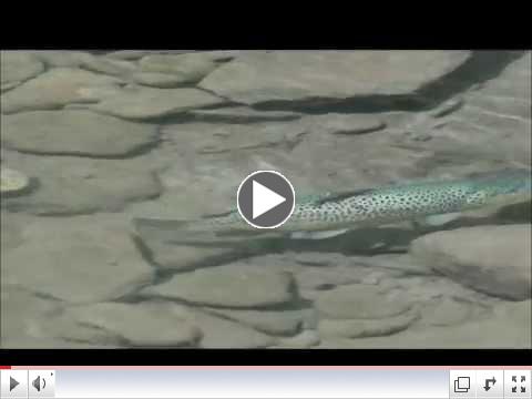 Slate Run Tackle Shop's Brown Trout Club Stocking Sept. 2014