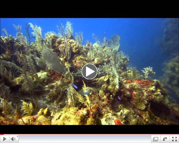 Scuba Diving in Jardines de la Reina / Cuba - Mergulho - Canon S100 - HD 1080p