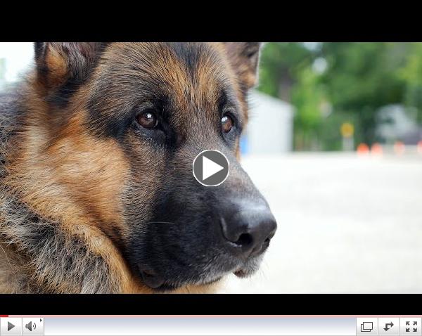 Battle Buddy Clip - Help fund this documentary!