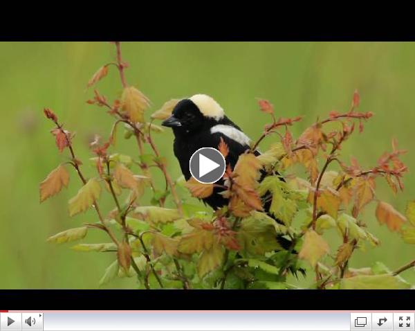 Bobolinks also make wonderful sounds.  Play to hear them.