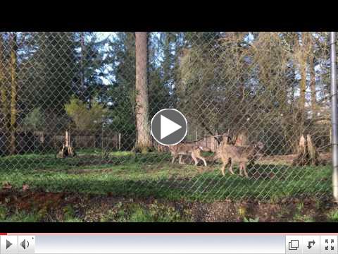 Four red wolves play at Wolf Haven