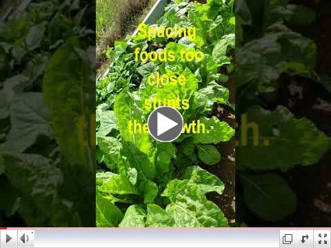 Green Thumb at 60 - Video #9 - Seed Spacing
