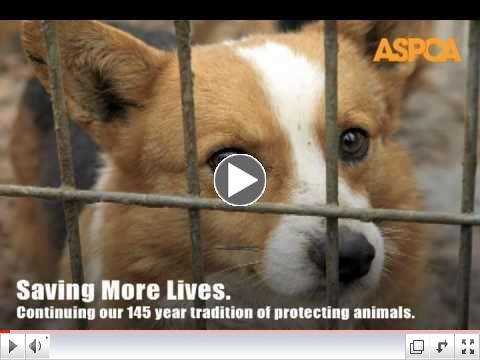 ASPCA: Saving More Lives