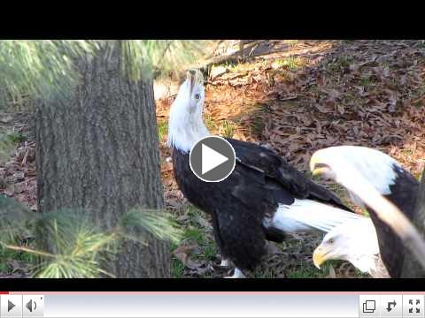 Three Eagles Laughing LOL