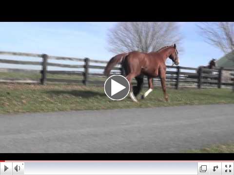 Armicor - 5-year-old German Warmblood