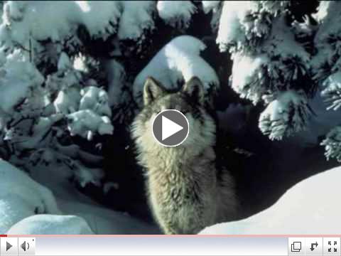 Wolf Medicine: Native American Flute - Blues Mama Original
