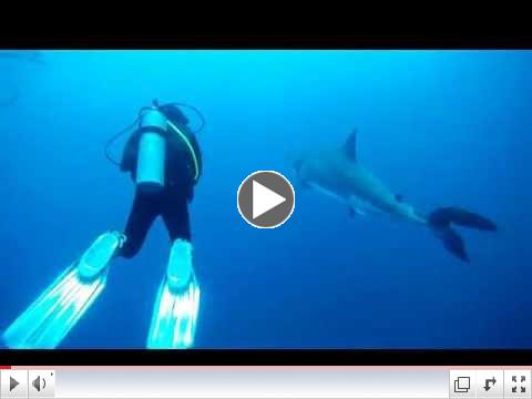 Shark diving with a MEG Ffan