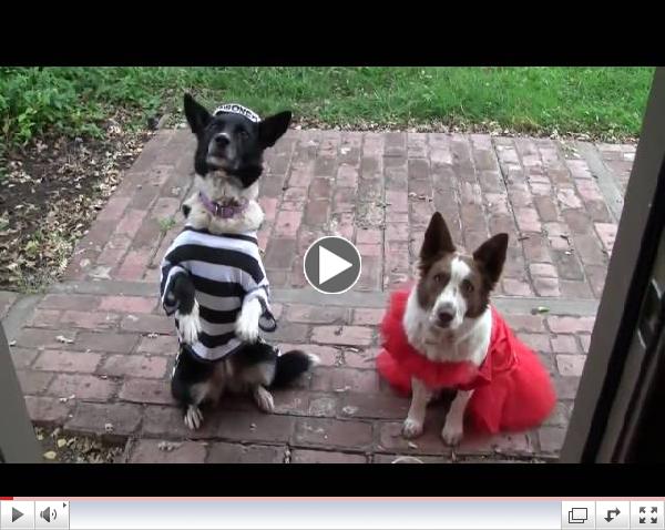 Happy Halloween Dog Story - Busy Bee Dogs