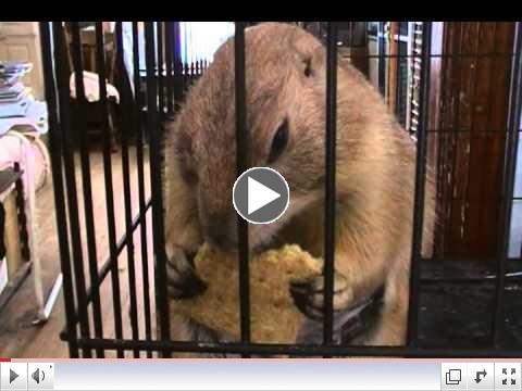 Adorable Prairie Dog Nomming Graham Cracker