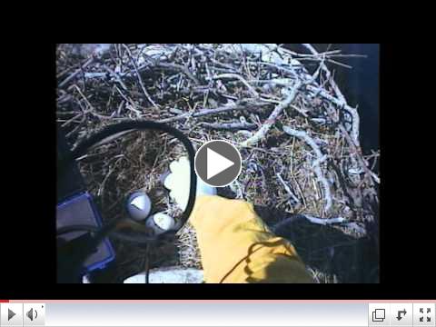 Return Flight: Restoring the Bald Eagle to the Channel Islands