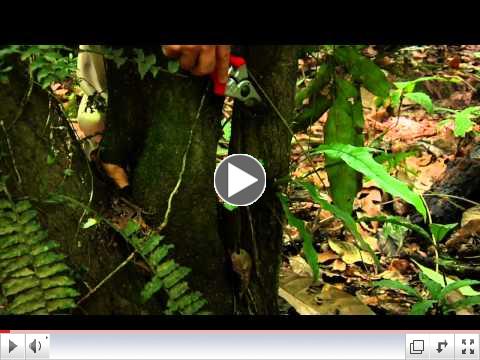 Fern Hybrids: Lomariopsis Example (with Robbin C. Moran)