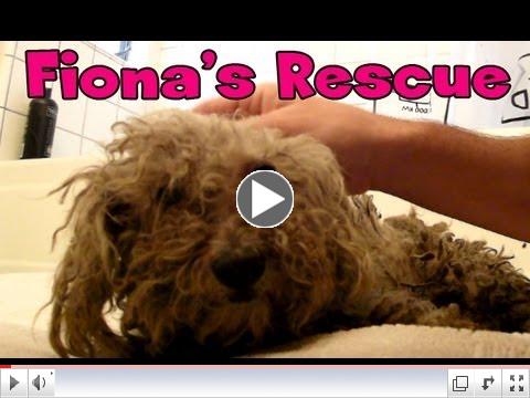 Blind dog rescue: Fiona - please share on Facebook, Twitter, MySpace and Blogs. Thanks!